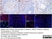 Anti Human CD115/CSF1R Antibody, clone FER216 thumbnail image 6