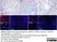 Anti Human CD115/CSF1R Antibody, clone FER216 thumbnail image 6