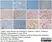 Anti Human CD115/CSF1R Antibody, clone FER216 thumbnail image 7
