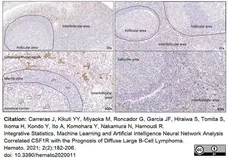 Anti Human CD115/CSF1R Antibody, clone FER216 gallery image 8