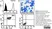 Anti Human CD117 Antibody, clone 104D2 thumbnail image 1