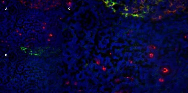 Anti Human CD11b Antibody, clone ICRF44 gallery image 11