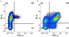 Anti Human CD11b Antibody, clone ICRF44 gallery image 2
