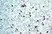 Anti Human CD11b Antibody, clone ICRF44 thumbnail image 4