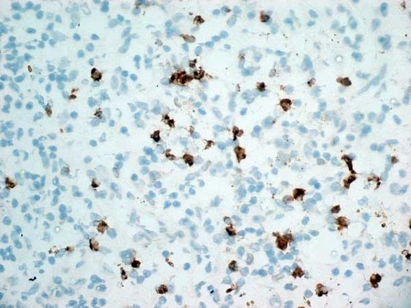 Anti Human CD11b Antibody, clone ICRF44 gallery image 3