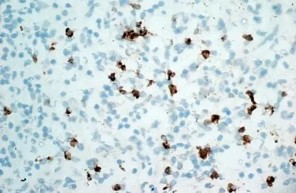 Anti Human CD11b Antibody, clone ICRF44 gallery image 4