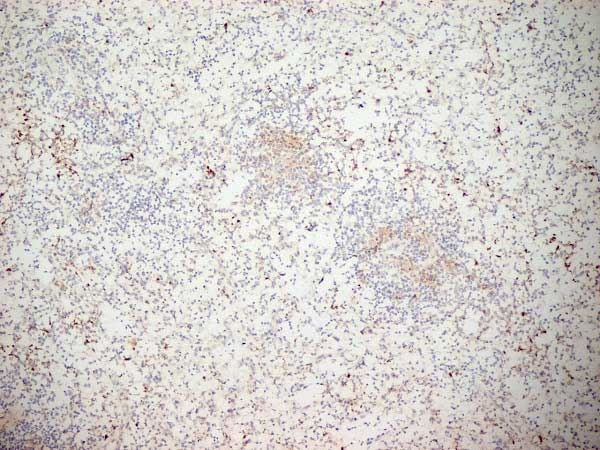 Anti Human CD11b Antibody, clone ICRF44 gallery image 5