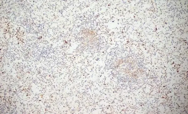 Anti Human CD11b Antibody, clone ICRF44 gallery image 6