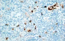 Anti Human CD11b Antibody, clone ICRF44 gallery image 7