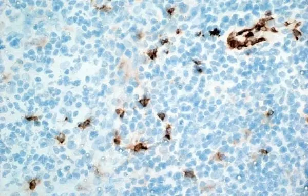 Anti Human CD11b Antibody, clone ICRF44 gallery image 7