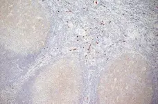 Anti Human CD11b Antibody, clone ICRF44 gallery image 8