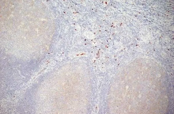 Anti Human CD11b Antibody, clone ICRF44 gallery image 8