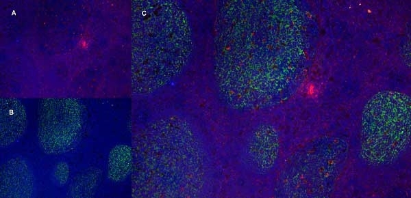 Anti Human CD11b Antibody, clone ICRF44 gallery image 9