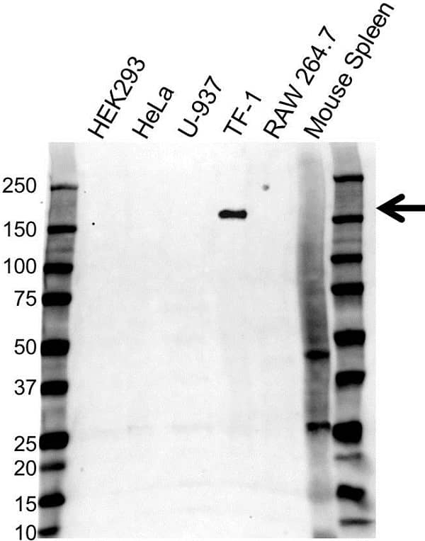 Anti CD11b Antibody, clone OTI2D11 (PrecisionAb Monoclonal Antibody) gallery image 1