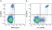 Anti Human CD11c Antibody, clone BU15 thumbnail image 11