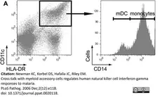 Anti Human CD11c Antibody, clone BU15 gallery image 2