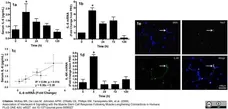 Anti Human CD126/Il-6R Antibody, clone B-R6 gallery image 1