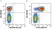 Anti Human CD127 Antibody, clone AbD11590kb thumbnail image 3