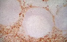 Anti Human CD13 Antibody, clone WM15 gallery image 2
