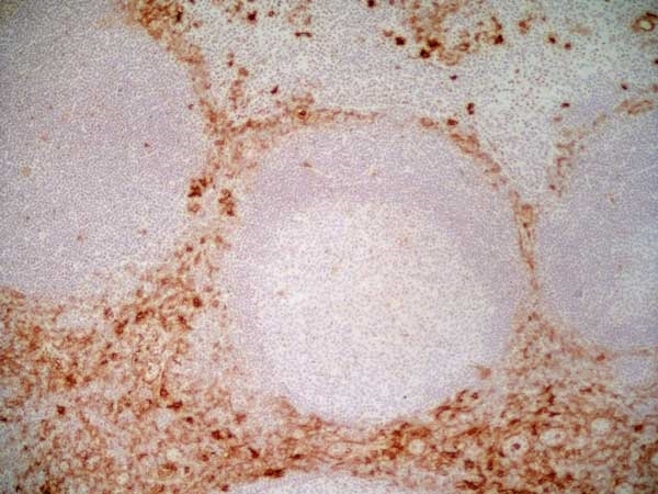 Anti Human CD13 Antibody, clone WM15 gallery image 1
