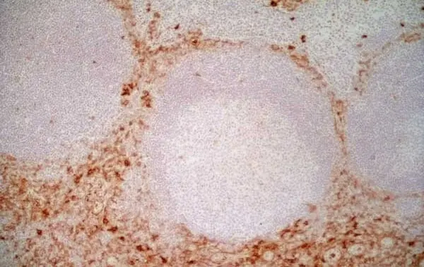 Anti Human CD13 Antibody, clone WM15 | Bio-Rad