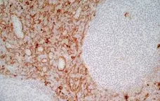 Anti Human CD13 Antibody, clone WM15 gallery image 3