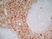 Anti Human CD13 Antibody, clone WM15 thumbnail image 2