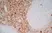 Anti Human CD13 Antibody, clone WM15 thumbnail image 3