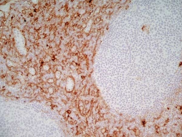 Anti Human CD13 Antibody, clone WM15 gallery image 3
