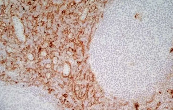 Anti Human CD13 Antibody, clone WM15 gallery image 3