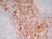 Anti Human CD13 Antibody, clone WM15 thumbnail image 3