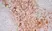 Anti Human CD13 Antibody, clone WM15 thumbnail image 4