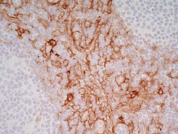 Anti Human CD13 Antibody, clone WM15 gallery image 3