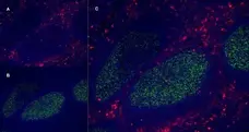 Anti Human CD13 Antibody, clone WM15 gallery image 5