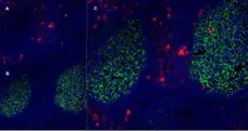 Anti Human CD13 Antibody, clone WM15 gallery image 6