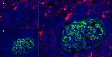Anti Human CD13 Antibody, clone WM15 gallery image 7