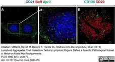 Anti Human CD138 Antibody, clone B-A38 gallery image 10