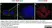 Anti Human CD138 Antibody, clone B-A38 thumbnail image 10