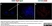 Anti Human CD138 Antibody, clone B-A38 thumbnail image 5