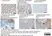 Anti Human CD138 Antibody, clone B-A38 thumbnail image 5