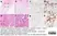 Anti Human CD138 Antibody, clone B-A38 thumbnail image 7