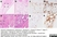 Anti Human CD138 Antibody, clone B-A38 thumbnail image 8