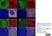 Anti Human CD138 Antibody, clone B-A38 thumbnail image 9