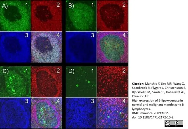 Anti Human CD138 Antibody, clone B-A38 gallery image 9