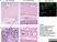 Anti Human CD14 Antibody, clone TÜK4 thumbnail image 10