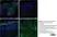 Anti Human CD14 Antibody, clone TÜK4 thumbnail image 12