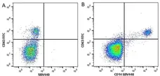 Anti Human CD14 Antibody, clone TÜK4 gallery image 19