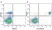 Anti Human CD14 Antibody, clone TÜK4 thumbnail image 44