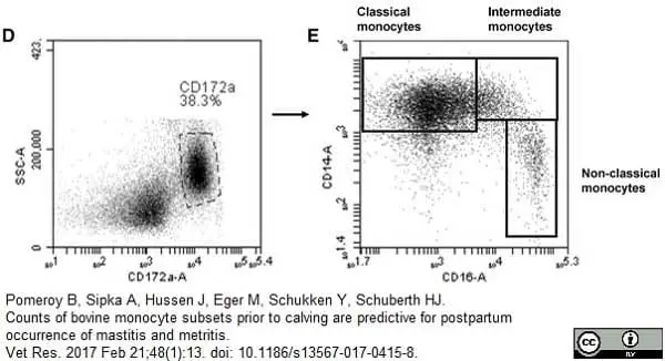 Anti Human CD14 Antibody, clone TÜK4 gallery image 6