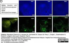 Anti Human CD14 Antibody, clone TÜK4 gallery image 72
